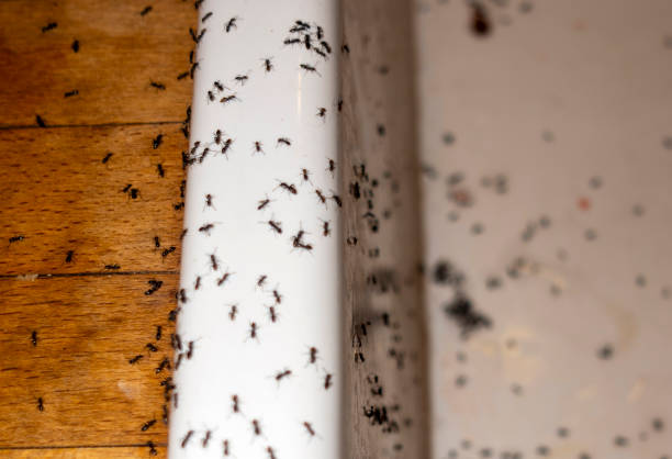 Best Wasp Removal Services  in Ralls, TX